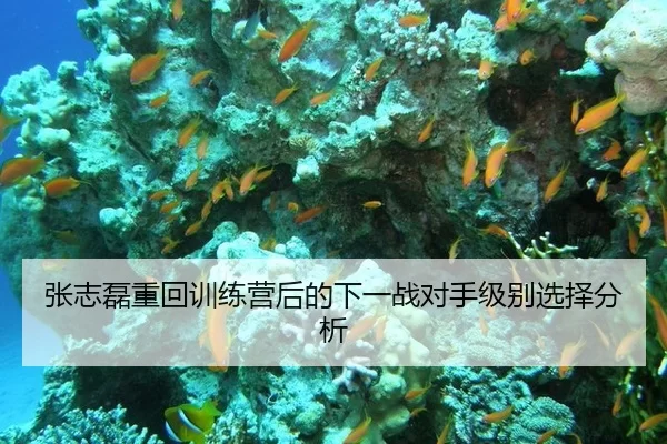 张志磊重回训练营后的下一战对手级别选择分析 | www.abg11.net